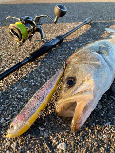 シーバスの釣果