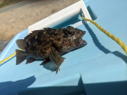 アオハタの釣果