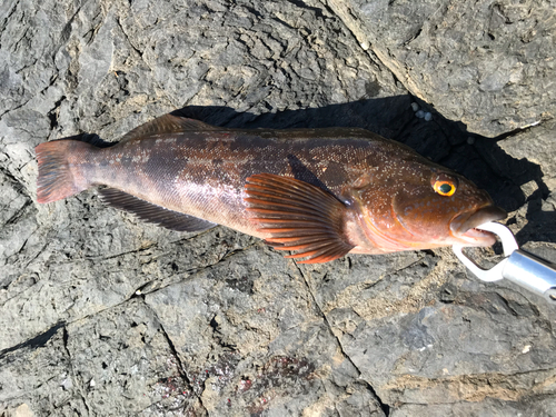 アイナメの釣果