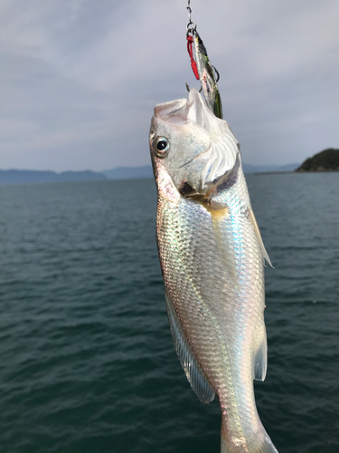 ニベの釣果