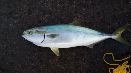 イナダの釣果