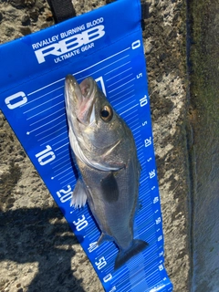 スズキの釣果