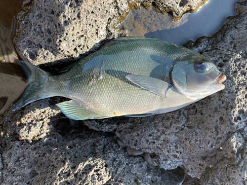 メジナの釣果