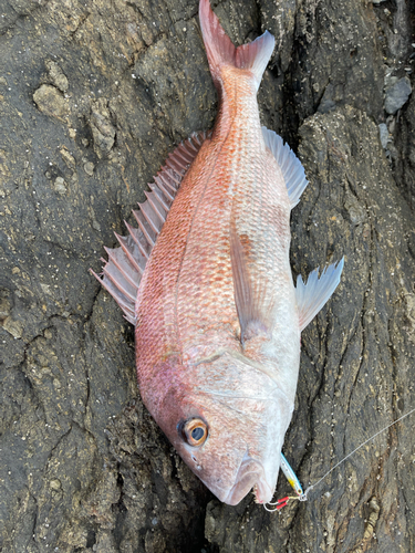 タイの釣果