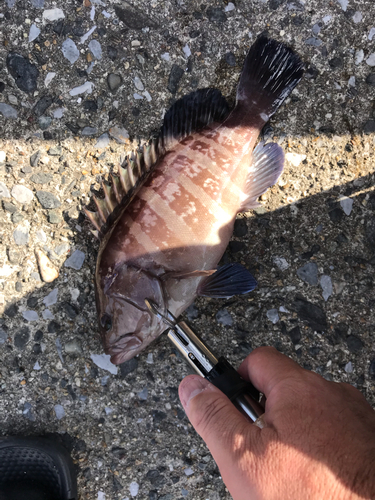 マハタの釣果