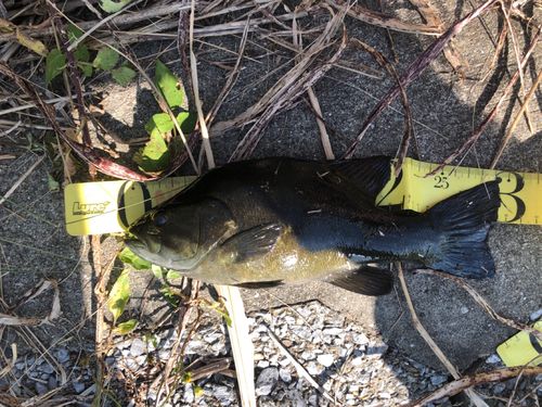 スモールマウスバスの釣果