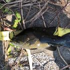 スモールマウスバス