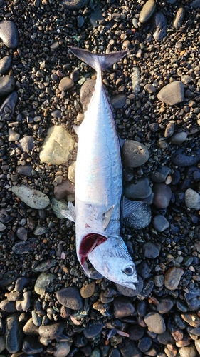 マルソウダの釣果