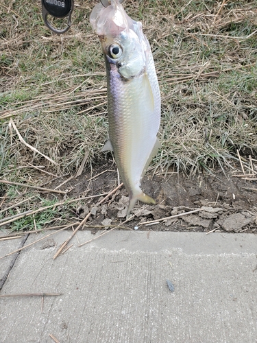 ターポンの釣果