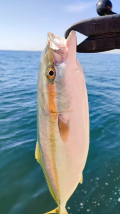 イナダの釣果