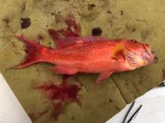 オジロバラハタの釣果