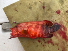 ニジハタの釣果