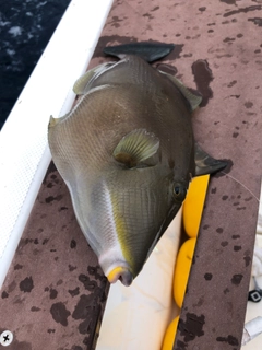 メガネハギの釣果