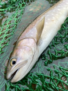 アメマスの釣果