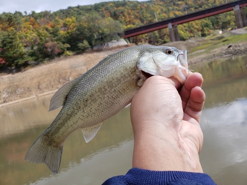 ラージマウスバスの釣果