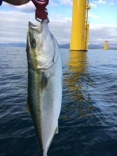 ワラサの釣果