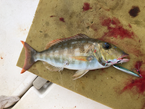 ホオアカクチビの釣果