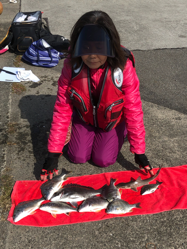 クロダイの釣果