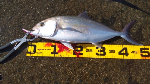 ショゴの釣果