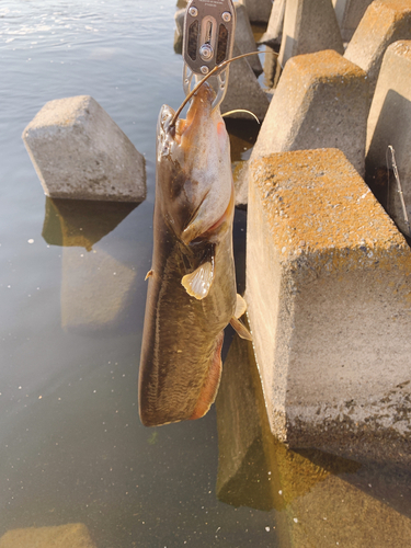 ナマズの釣果