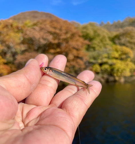 ワカサギの釣果