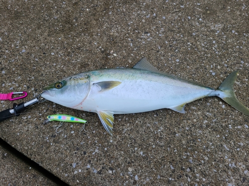 ハマチの釣果