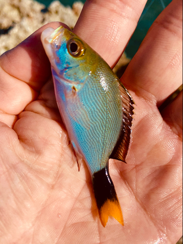 ヒメフエダイの釣果