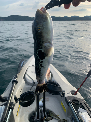 トラフグの釣果