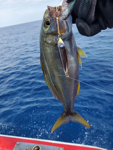 イシフエダイの釣果