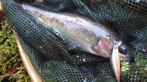 ニジマスの釣果