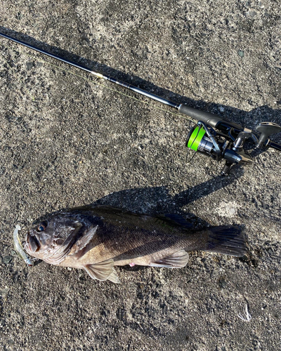 クロソイの釣果