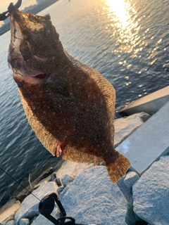 ヒラメの釣果