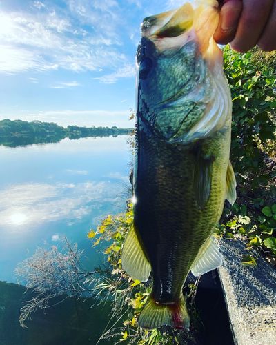 ラージマウスバスの釣果