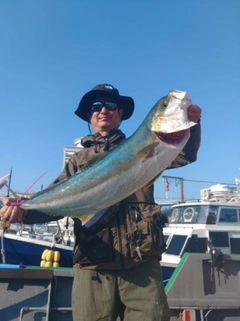 ヒラスの釣果