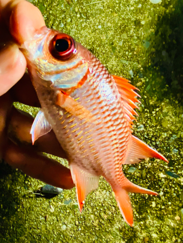 アカマツカサの釣果