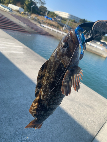 アイナメの釣果