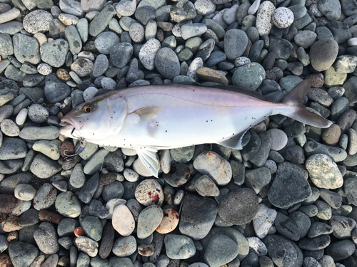 ショゴの釣果