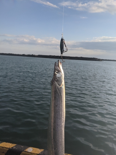 タチウオの釣果