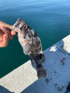 クロソイの釣果