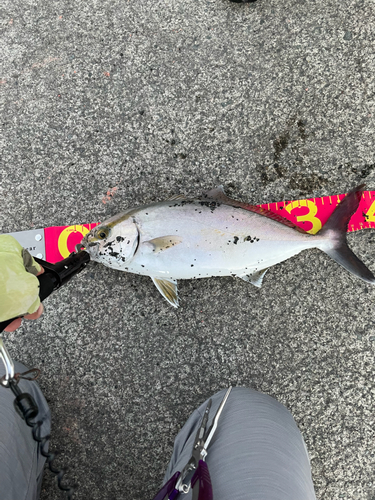 ショゴの釣果