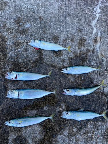 サバの釣果