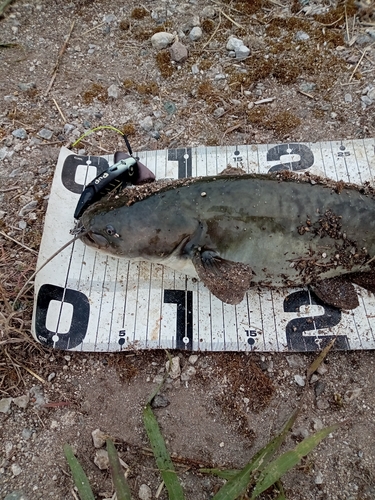 ナマズの釣果