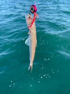 エソの釣果