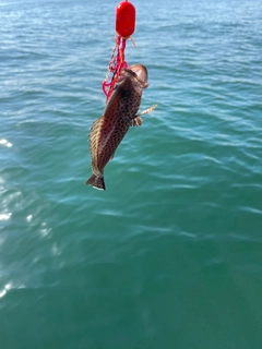 オオモンハタの釣果