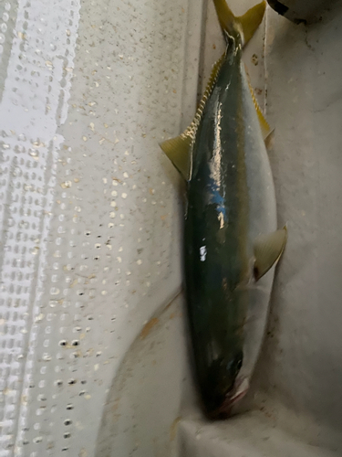 ハマチの釣果