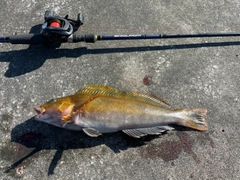 アイナメの釣果