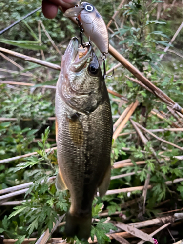 ブラックバスの釣果