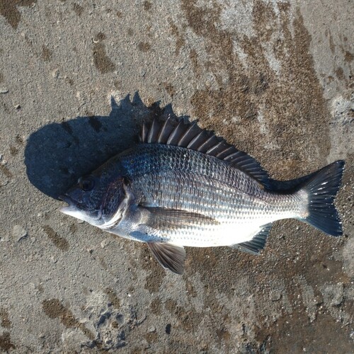 クロダイの釣果