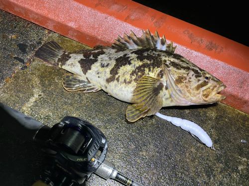 ベッコウゾイの釣果