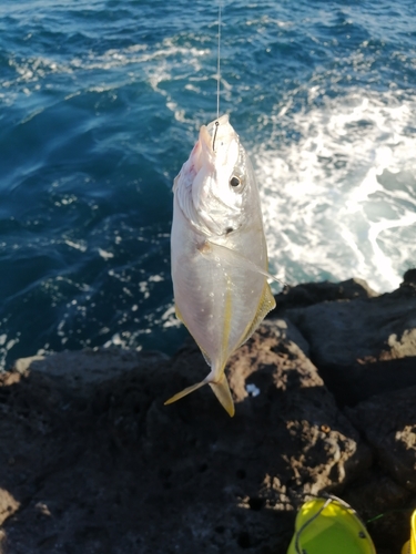 シマアジの釣果